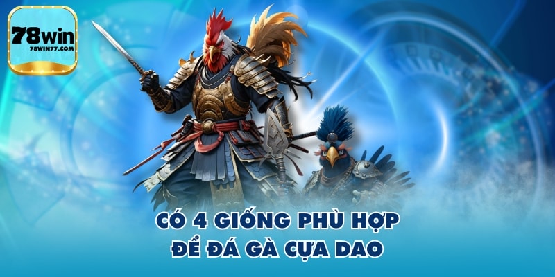 Có 4 giống phù hợp để đá gà cựa dao